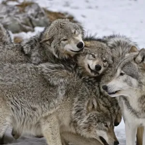 Timber Wolf Pack Print Timber Wolf Pack Print