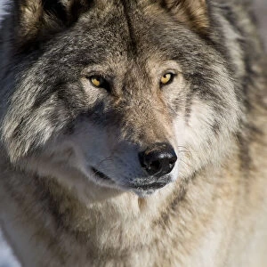 Timber Wolf Portrait