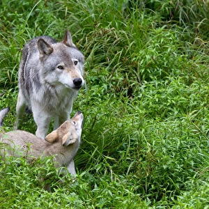 Timber wolf and pup