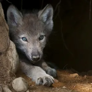 Timber wolf pup
