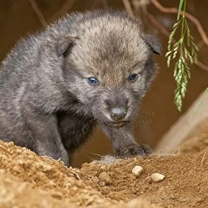 Timber Wolf Pup