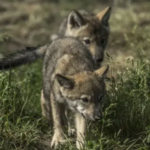 Timber Wolf Pups Timber Wolf Pups