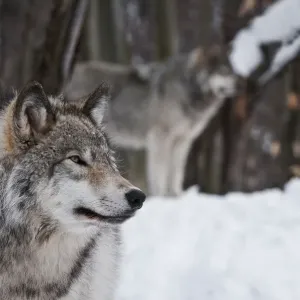 Timber wolves