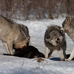 Timber wolves feeding