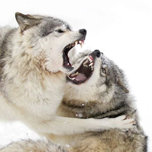 Timber wolves play fighting in the snow