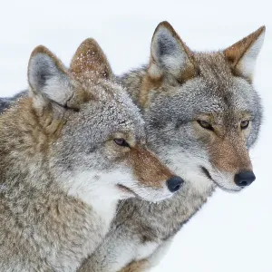 Timber wolves in Winter Timber wolves in Winter
