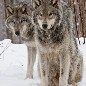 Timber Wolf Print in Snow Scene Timber Wolf Print in Snow Scene