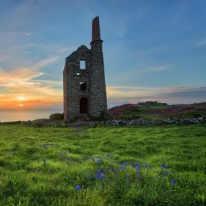 Tin Mine Bluebells