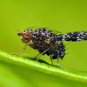 Tiny Fly Print on Green Leaf Tiny Fly Print on Green Leaf
