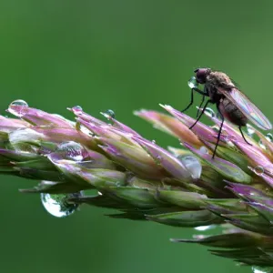 Tiny fly blowing bubbles Tiny fly blowing bubbles