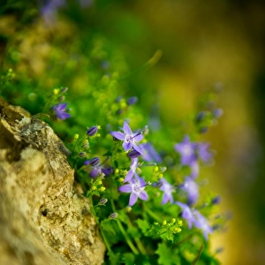 Tiny Purple Flowers at Plitvice Lakes National Park