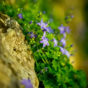 Tiny Purple Flowers Print at Plitvice Lakes National Park Tiny Purple Flowers Print at Plitvice Lakes National Park