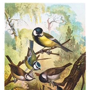 Tit chickadees illustration 1882