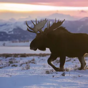 Titan of Winter Print: A massive bull moose in deep snow Titan of Winter Print: A massive bull moose in deep snow