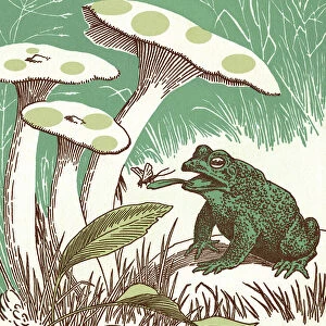 Toad Under Mushrooms