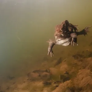 Toads mating Toads mating