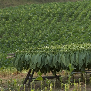 Tobacco in field in Vinales Cuba