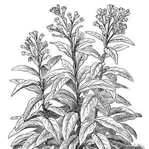 Tobacco (Nicotiana tabacum)