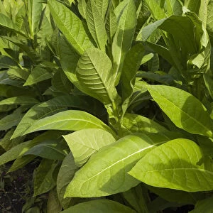 Tobacco plants -Nicotiana tabacum-, Montreal, Quebec Province, Canada