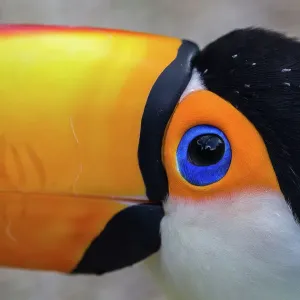 Toco Toucan Print Toco Toucan Print