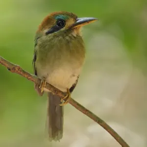 Tody Motmot (Hylomanes momotula) Tody Motmot (Hylomanes momotula)