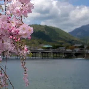 Togetsukyo Bridge Print (UNESCO World Heritage)