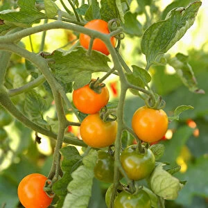 Tomato plant, close up