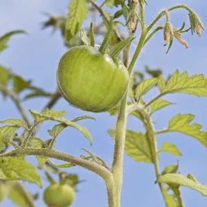 Images Dated 2012 June: 24 Jun 2012