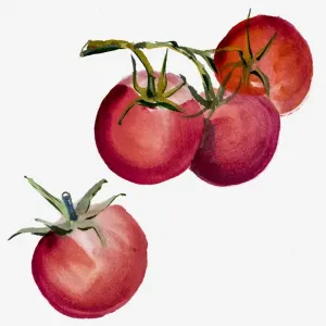 Original Watercolor Tomato Print