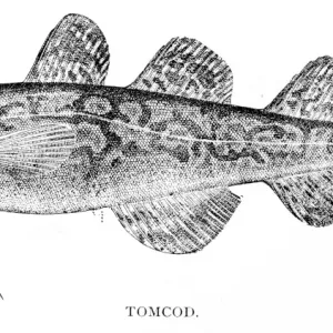 Tomcod engraving 1898 Tomcod engraving 1898