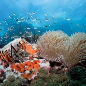 toothy reef toothy reef