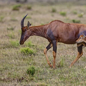 Topi Antelope -Damaliscus lunatus- with young, Masai Mara National Reserve, Kenya, East Africa, Africa, PublicGround