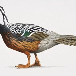 Torrent duck, Merganetta armata, colourful duck with an orange beak copper belly and a white head