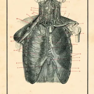 Torso with blood circulation human anatomy drawing 1898 Torso with blood circulation human anatomy drawing 1898