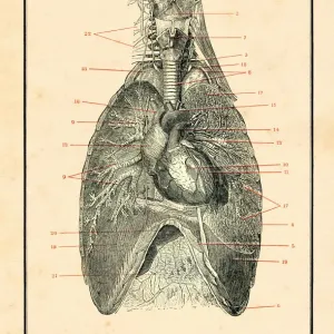 Torso with blood circulation human anatomy drawing 1898 Torso with blood circulation human anatomy drawing 1898