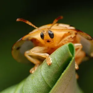 Tortoise Beetle Print Tortoise Beetle Print