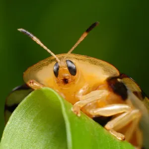 Tortoise Beetle Tortoise Beetle