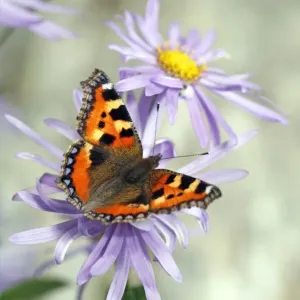 Tortoiseshell Tortoiseshell