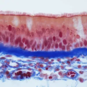 Trachel epithelium, LM Trachel epithelium, LM