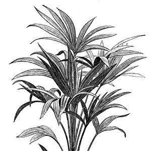 Trachycarpus fortunei (Chamaerops excelsa)