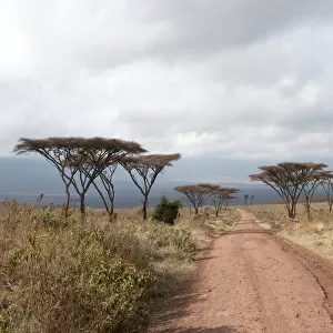 Track into the crater, dry grasslands, Umbrella Thorn Acacia -Acacia tortilis-, Savannah, Ngorongoro Conservation Area, Serengeti National Park, Tanzania, East Africa, Africa