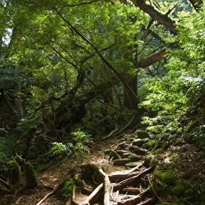 Trail through lush rainforest, Yakushima, Japan