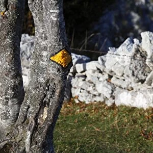 Trail marker on a tree next to a drywall, Creux du Van, Boudry, Canton NeuchAzAtel, Switzerland, Europe