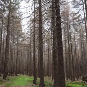 Trail through a Spruce (Picea) forest, Harz, Saxony-Anhalt, Germany, Europe Trail through a Spruce (Picea) forest, Harz, Saxony-Anhalt, Germany, Europe
