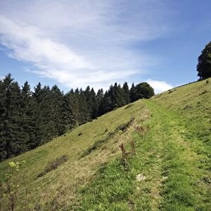 Trail on a steep slope at Rottecksattel in the Black Forest, Baden-Wuerttemberg, Germany, Europe