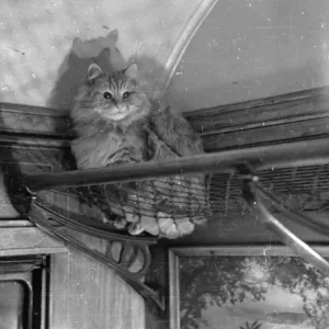 Top of the Train Print - A cat sitting on a luggage rack Top of the Train Print - A cat sitting on a luggage rack
