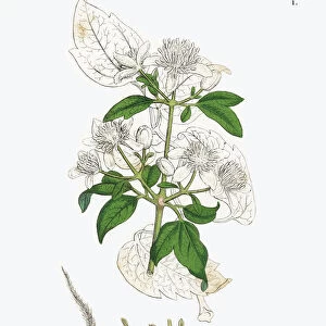 Travelleras Joy, Clematis Vitalba, Victorian Botanical Illustration, 1863