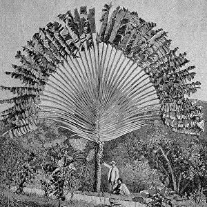 Traveller's palm (Ravenala madagascariensis), a species of plant in the genus Ravenala of the family Strelitzia, Madagascar, 1899, Historic, digital reproduction of an original 19th-century image, original date unknown