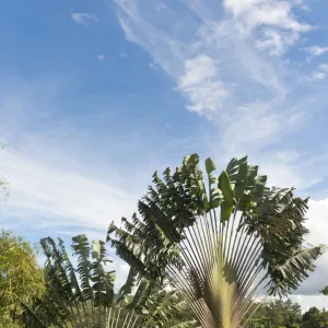 Travellers Tree or Travellers Palm -Ravenala madagascariensis- in its natural habitat near Manakara, Madagascar