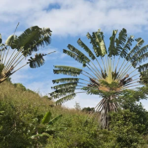 Travellers Tree or Travellers Palm -Ravenala madagascariensis- in its natural habitat near Manakara, Madagascar